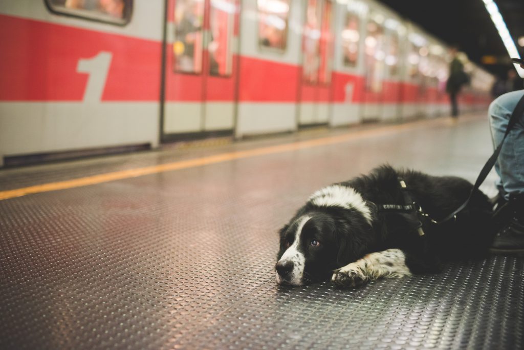 Viajar con mascotas en transporte público